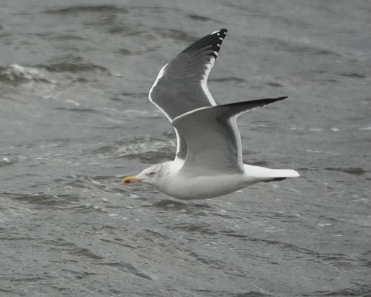 lesser black-backed gull